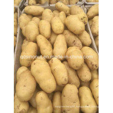 New Shandong Potato